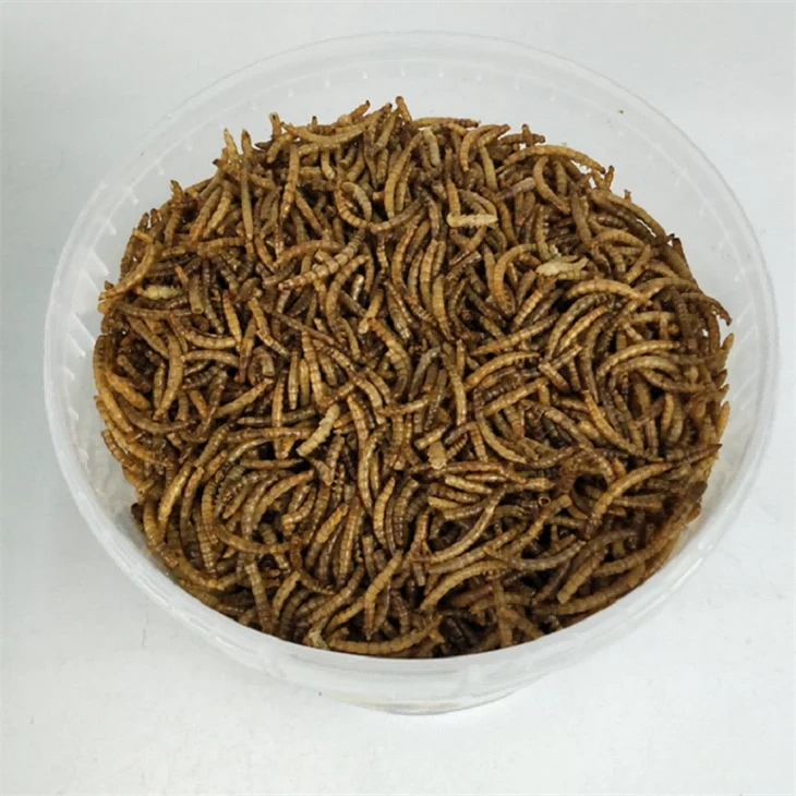 Exceptional Microwaved Dried Mealworms Fish Food Exceptional Microwaved Dried Mealworms Fish Food