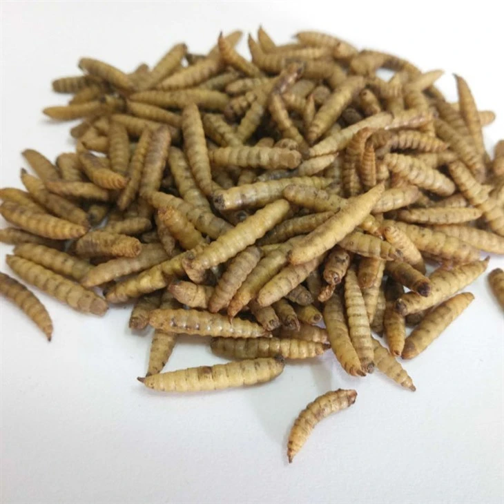 Optimized Microwaved Dried BSF Larvae Fish Food