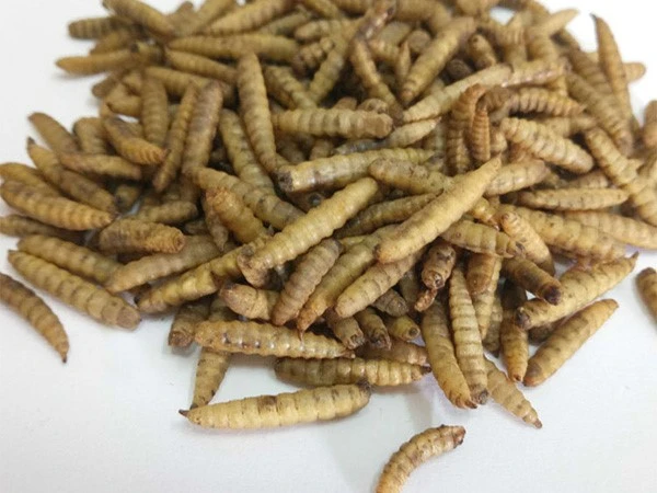 Black Soldier Fly Larvae for Chicken Feed Black Soldier Fly Larvae for Chicken Feed