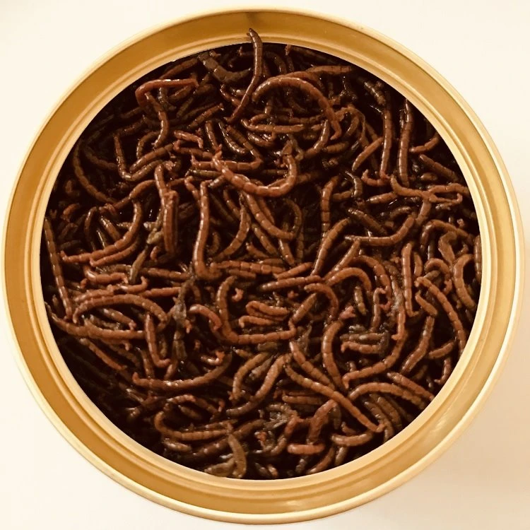 E-Minhocas de Sangue Fresco